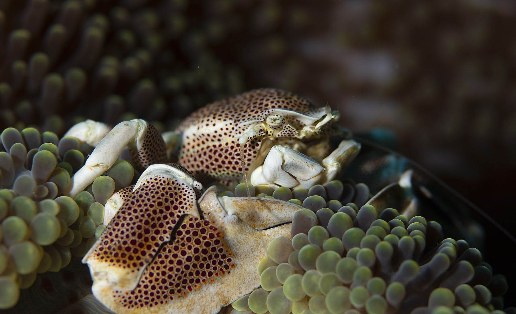 underwater species - roctopus moyo island